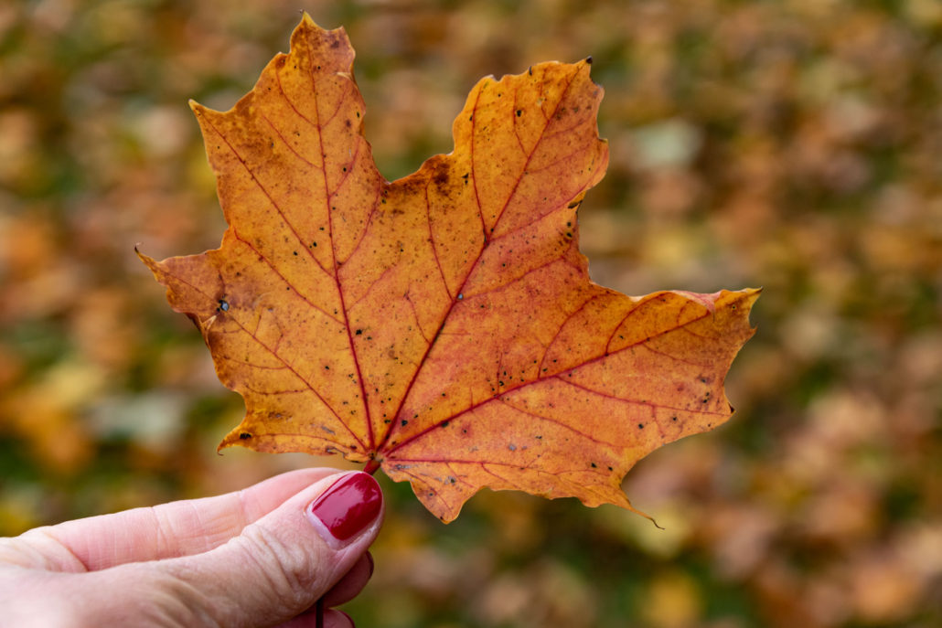 Fladungen Rhön Herbst