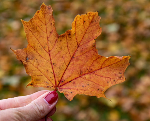 Fladungen Rhön Herbst